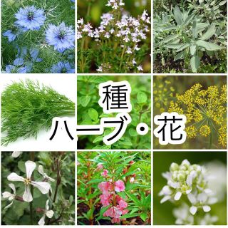 選べる！ハーブと花の種 5種(その他)