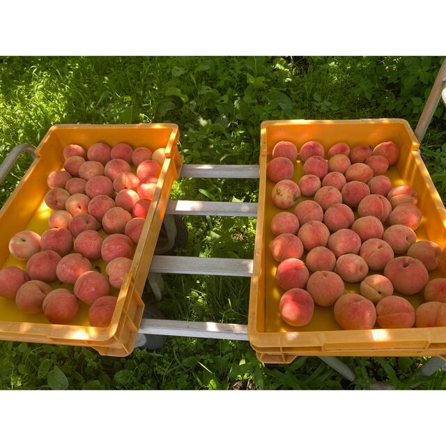 減農薬栽培山形産　桃と言ったら川中島　大玉２キロ箱満タン 食品/飲料/酒の食品(フルーツ)の商品写真