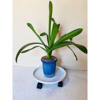 日本製！植木鉢台/観葉植物台座/丈夫なスチール製/直径37.5cm【訳あり】白(その他)