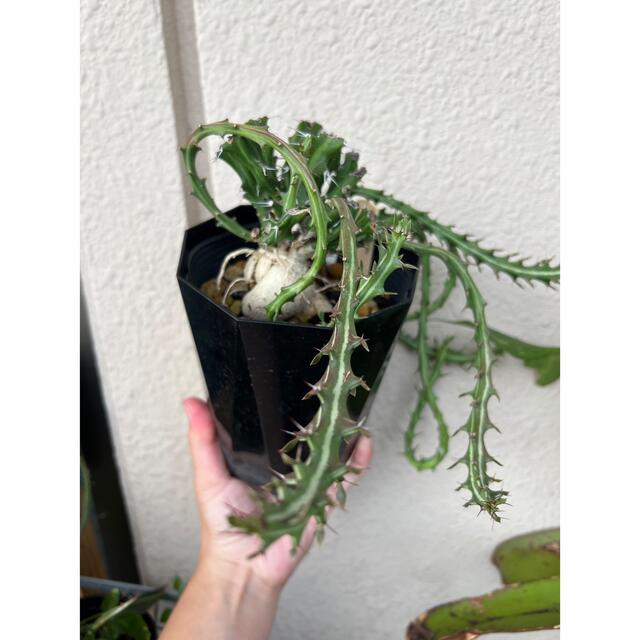 ユーフォルビア クンチー カット苗 15cm 植物 | yucca.com.mx