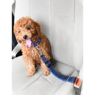 新品ペット用シートベルト(犬)