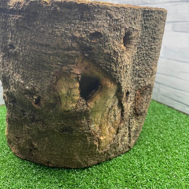自然樹洞の止まり木　かしの木 ハンドメイドのペット(おもちゃ/ペット小物)の商品写真