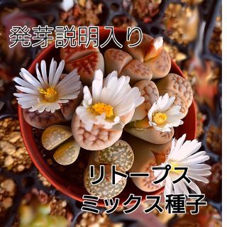 【今がまき時】リトープス ミックス 種子 50粒 ＋a 発芽説明入り(その他)