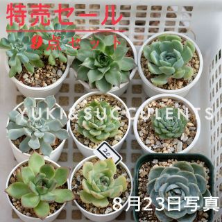 9点セットSALE　 拔き苗 多肉植物観葉植物 品種名付き(その他)