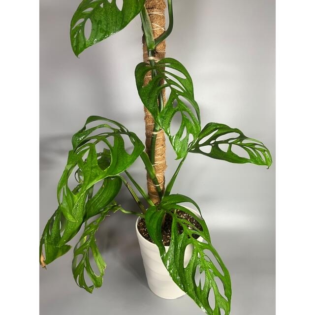 モンステラ　エスケレート　Monstera esqueleto 大葉　3 1