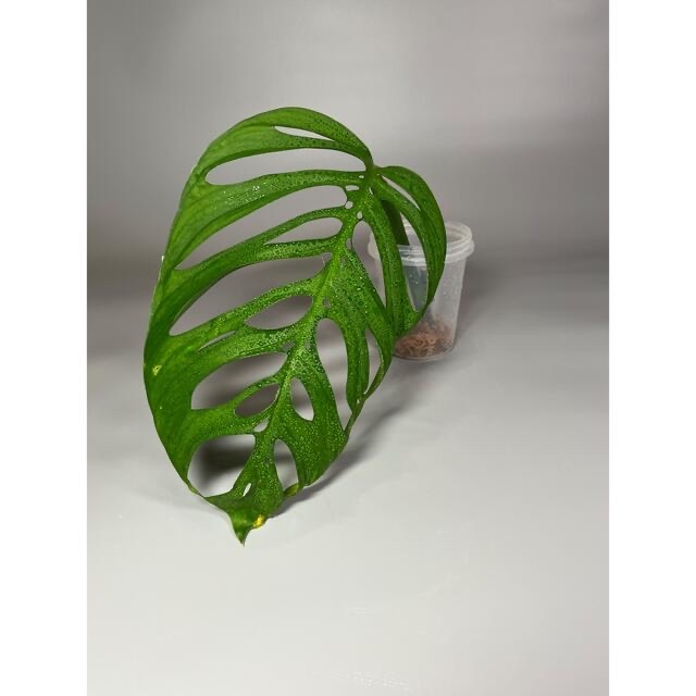 モンステラ　エスケレート　Monstera esqueleto 大葉　3 2