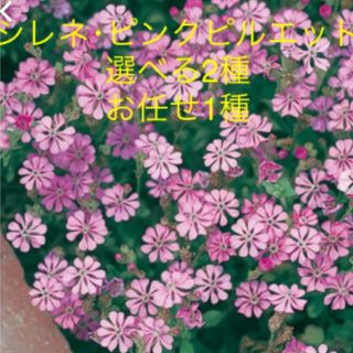 シレネ･ピンクピルエット 種 50粒 選べる2種➕お任せ1種(プランター)