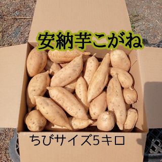 安納芋こがね ちびサイズ5㌔箱(種子島産)(野菜)