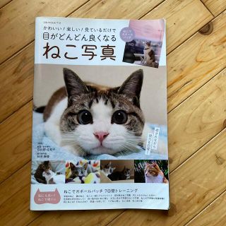 かわいい！楽しい！見ているだけで目がどんどん良くなるねこ写真(健康/医学)