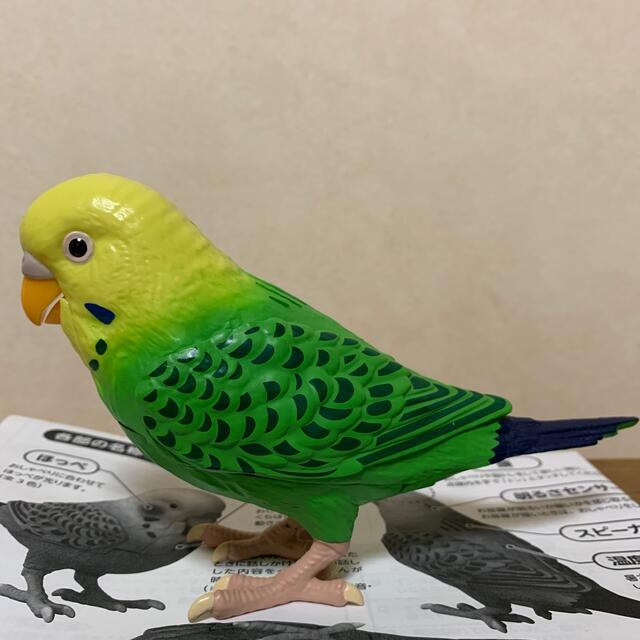 ※お値下げ！毎日おしゃべり天才インコちゃん