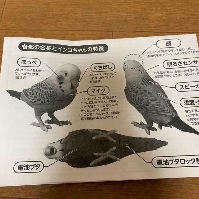 ※お値下げ！毎日おしゃべり天才インコちゃん