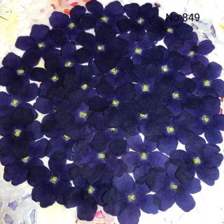 ♡new♡作家様必見♡ 人気のバーベナがいっぱい♡ 押し花セット(各種パーツ)