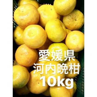 愛媛県産　河内晩柑　宇和ゴールド　柑橘　10kg(フルーツ)