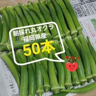 【無農薬】朝採れ丸オクラ50本(野菜)