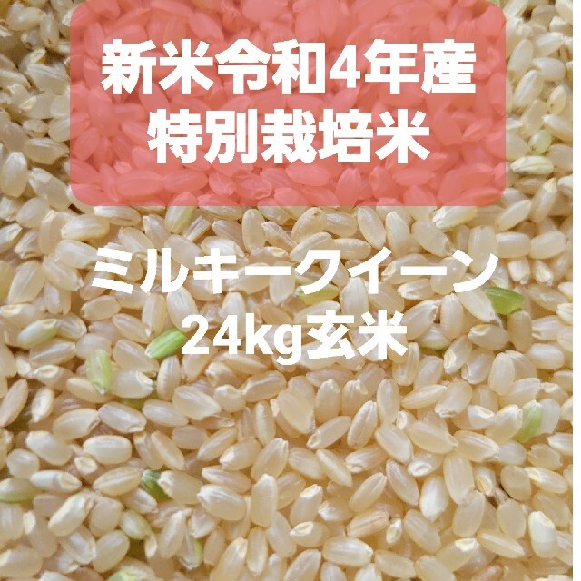 令和4年産ミルキークイーン玄米10キロ無農薬にて作り上げた自慢のお米です。