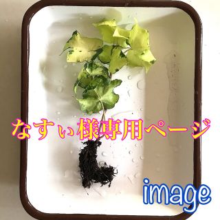 専用ページ　ヘデラ　６種(その他)