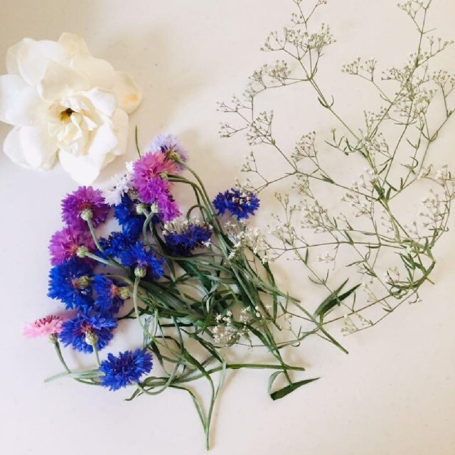 矢車菊の花色ミックス種30粒 ハンドメイドのフラワー/ガーデン(その他)の商品写真