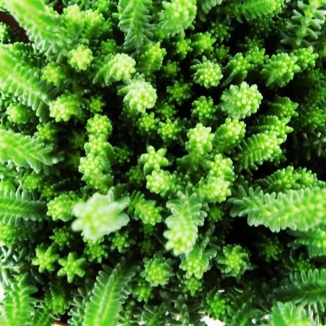 多肉植物 セダム サクサグラレモスグリーン カット苗 ハンドメイドのフラワー/ガーデン(その他)の商品写真