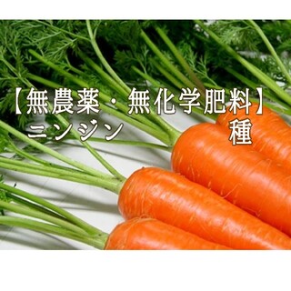【無農薬・無化学肥料】ニンジン　種(その他)