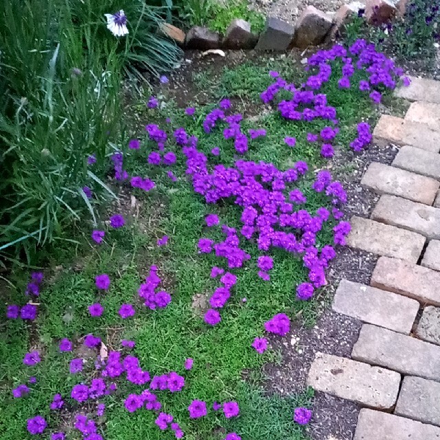 紫の花の苗(ろこたん様専用) ハンドメイドのフラワー/ガーデン(プランター)の商品写真