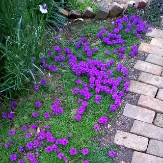 紫の花の苗(ろこたん様専用)(プランター)