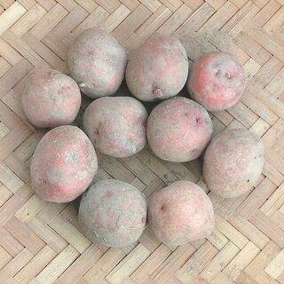 【現物】 秋ジャガイモ用 アンデスレッド（赤）の種芋 (土付) 10個 22(その他)