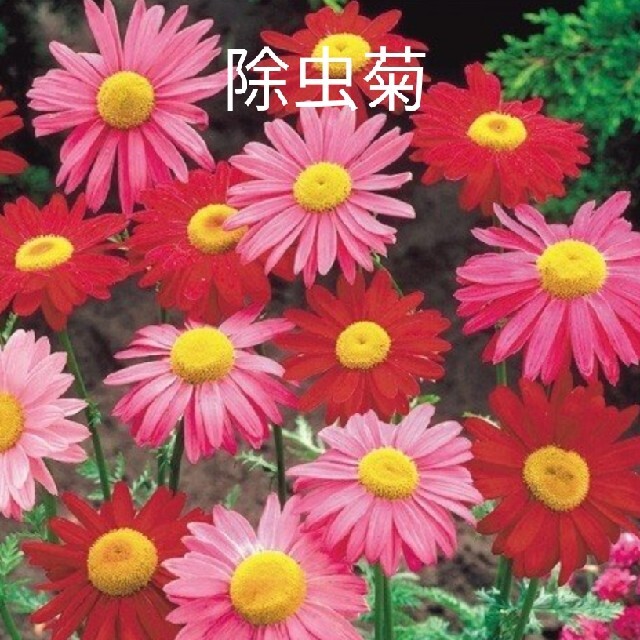 除虫菊  赤花  30粒  花種 ハンドメイドのフラワー/ガーデン(プランター)の商品写真
