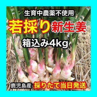 若採り新生姜　4kg  生育中農薬部署　鹿児島産(野菜)