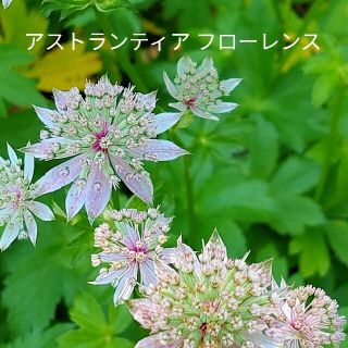 アストランティア  フローレンス  花種(その他)