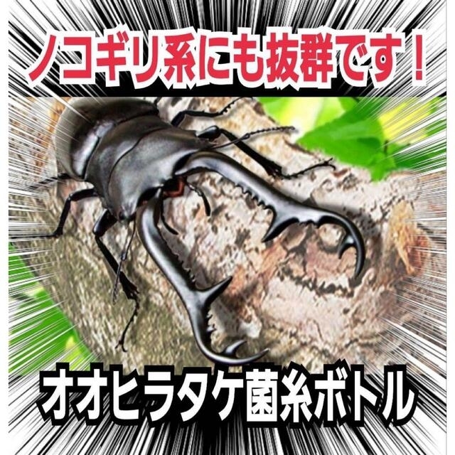 カブトムシ（国産）ペア 樹脂標本 Ｌサイズ - 標本