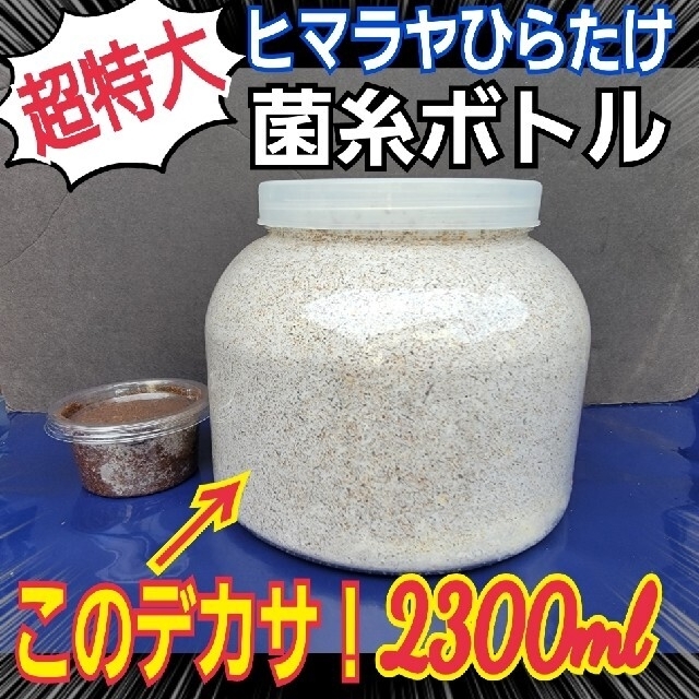 超特大2300ml【3本】ヒマラヤひらたけ菌糸瓶☆90ミリ以上の大型クワガタ専用