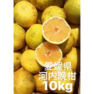 愛媛県産　河内晩柑　宇和ゴールド　柑橘　10kg(フルーツ)