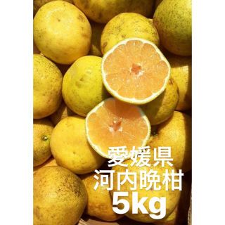 愛媛県産　河内晩柑　宇和ゴールド　柑橘　5kg(フルーツ)