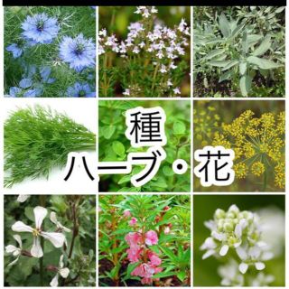 選べる！ハーブと花の種 5種(その他)