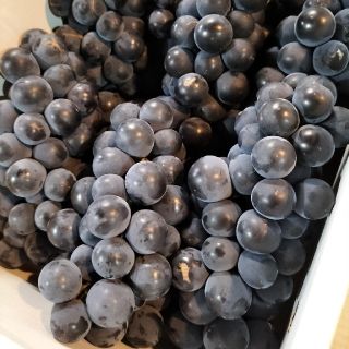 🚚送料無料🚚本州のみ訳あり山形県産✨美味しい✨🍇葡萄🍇『キャンベル』1箱(フルーツ)