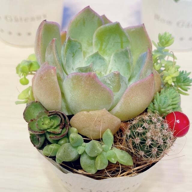 すぐに飾れる多肉寄せ植え ABC　　　　　　　　　　　　　　　　　　　　多肉植物 4