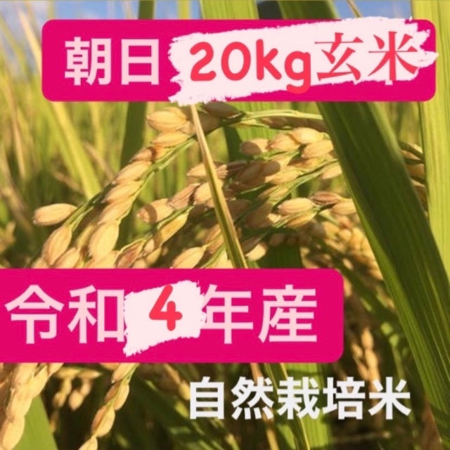新しく着き　令和4年度産/朝日(玄米)　米/穀物　重量：20kg　栽培方法：自然栽培　LITTLEHEROESDENTISTRY