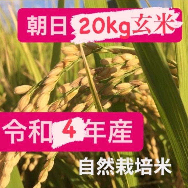 令和4年度産/朝日(玄米) 重量:20kg 栽培方法:自然栽培 令和4年度産/朝日(玄米) 重量:20kg 栽培方法:自然栽培