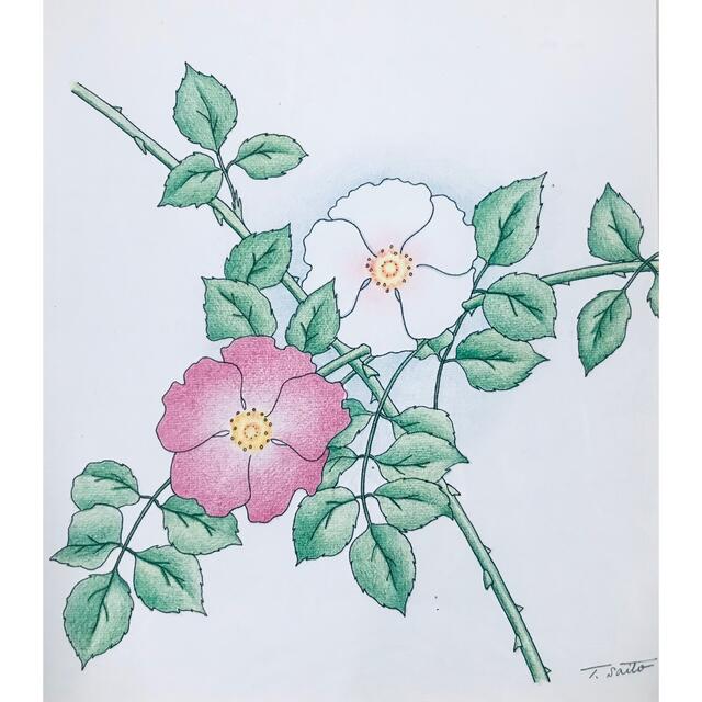 ペン・】 斉藤孝 「花2」 ペン・色鉛筆画 額装付きの通販 by 美術品shop