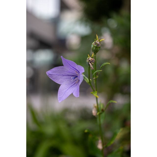 美品！タクマーのマクロ！Super-Macro-Takumar 50mm F4 4