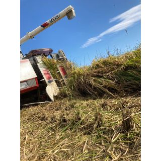 新米 玄米 令和4年 栃木県産 コシヒカリ   10キロ(米/穀物)