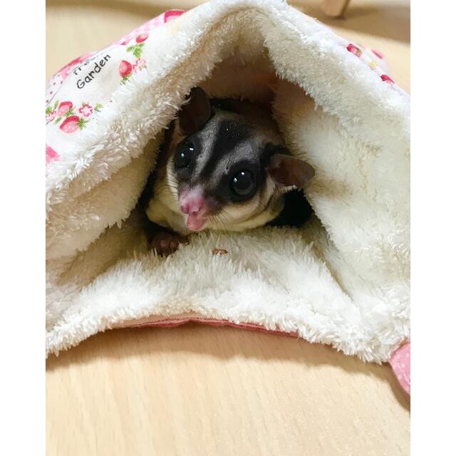 ♡ゆりかごブランコ♡モモンガポーチ かごポーチ ハムスター 小動物