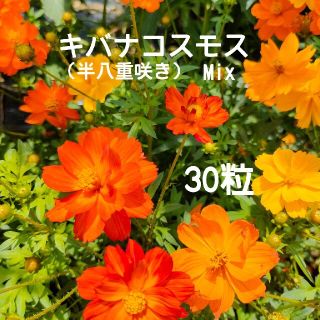 キバナコスモス30粒☆可愛い半八重咲き3色Mix☆草丈短めの矮品種☆秋桜☆花の種(プランター)