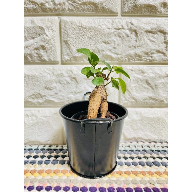 観葉植物ガジュマルNo.11-15と斑入りシェフレラ ハンドメイドのフラワー/ガーデン(その他)の商品写真