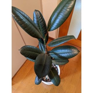 ❗専用商品です❗観葉植物　ゴムの木　抜き苗　【送料無料】(その他)