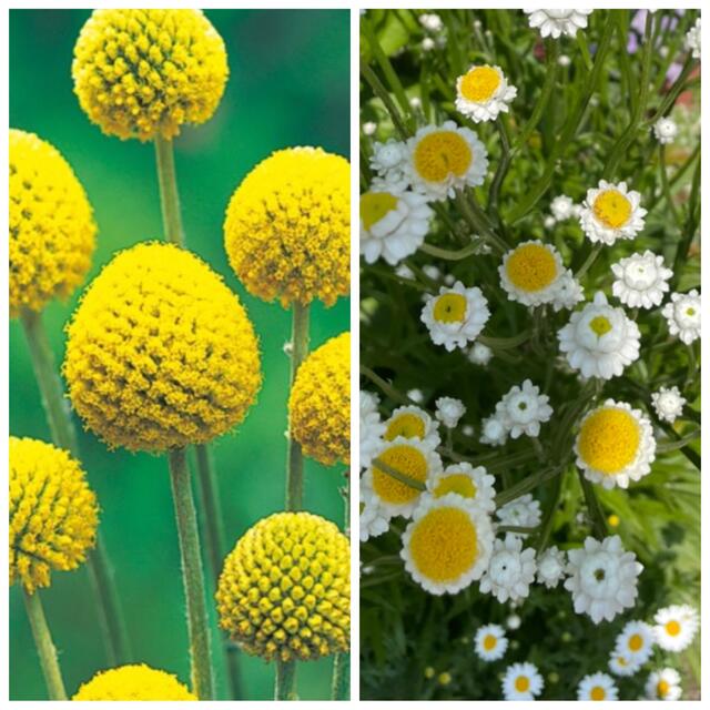 ◎ドライフラワーになる花の種2種類◎クラスペディア＆アンモビューム◎100粒 ハンドメイドのフラワー/ガーデン(その他)の商品写真