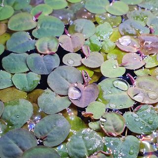 フィランサスフルイタンス 30株 赤浮草(アクアリウム)