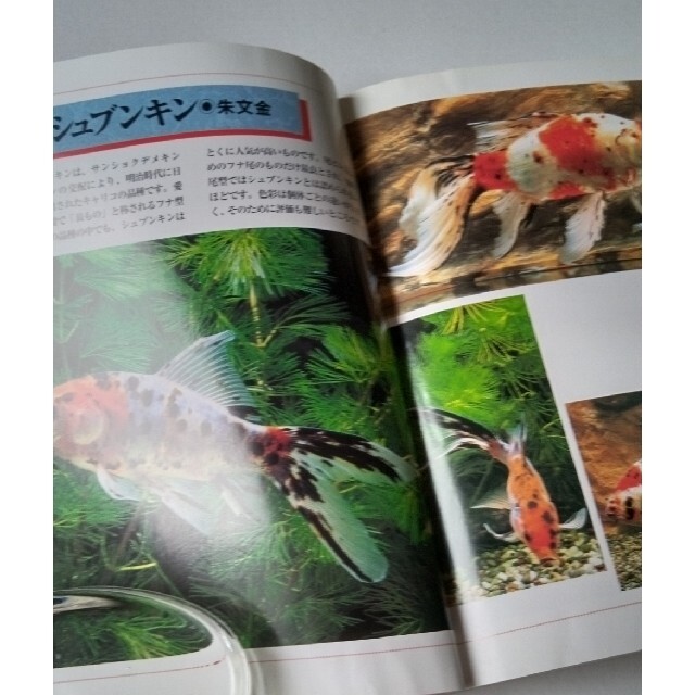 金魚飼い方・育て方 エンタメ/ホビーの本(住まい/暮らし/子育て)の商品写真