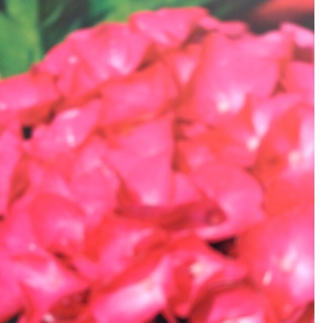 紫陽花    ルビーレッドボール   根付き   ３年生 ハンドメイドのフラワー/ガーデン(その他)の商品写真