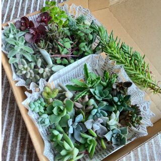 【値下げ】多肉植物カット苗セット(29種類)【ゆうパケット発送】(その他)